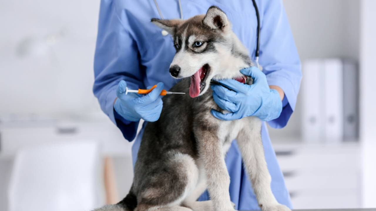 Cadela que passou 12 anos desaparecida é encontrada através de microchip após ser vista a 2,2 mil km de casa