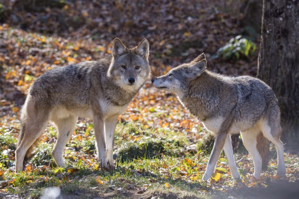 Coiotes: 7 curiosidades sobre esses animais 