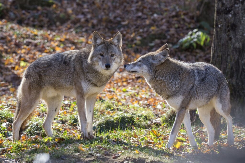 Coiotes: 7 curiosidades sobre esses animais