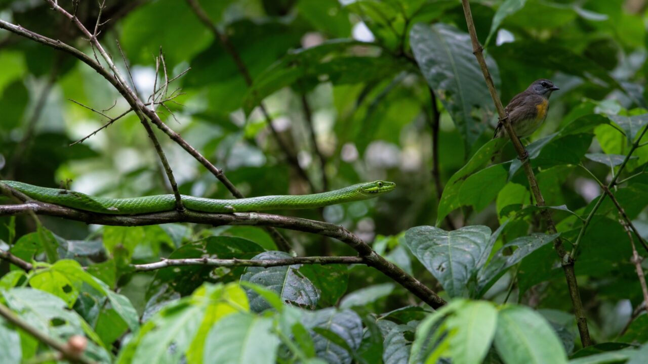 Entre folhas e galhos, a cobra-papagaio desaparece na Amazônia de um jeito impressionante e paciência de invejar