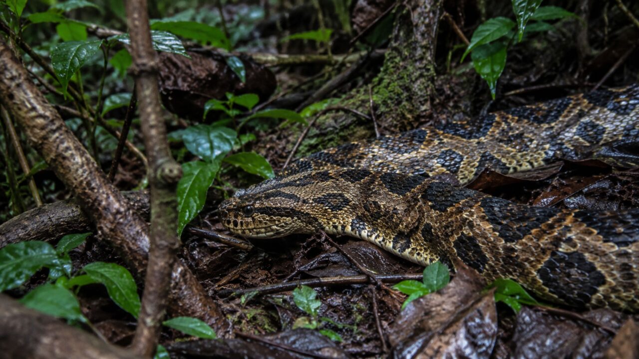 Sururucu, a maior serpente venenosa do Brasil mistura aparência de cobra rara com um veneno potente impressionante