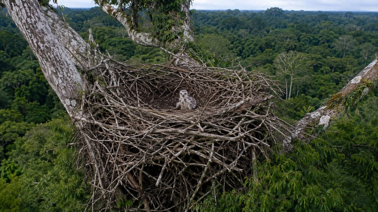 O mistério por trás da ave que desafia as leis da física na Amazônia com ninhos de até 1 tonelada no topo das árvores