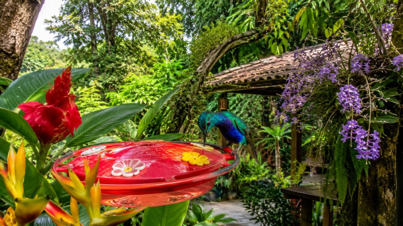 O gesto simples na janela de casa que atrai beija-flores e ainda reforça o cuidado com essas aves sem prejudicar a natureza