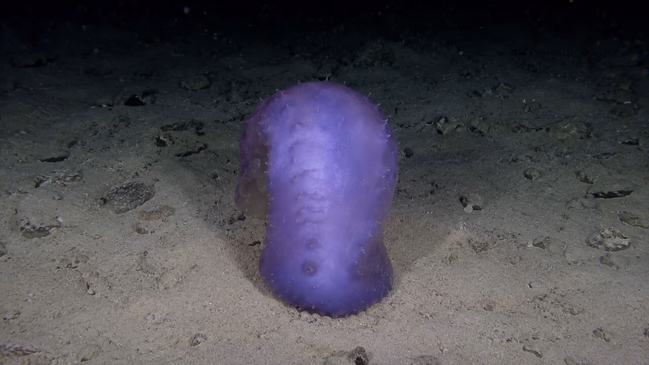 Cientistas registram imagens raras de um pepino-do-mar ”voando” nas águas profundas no Japão