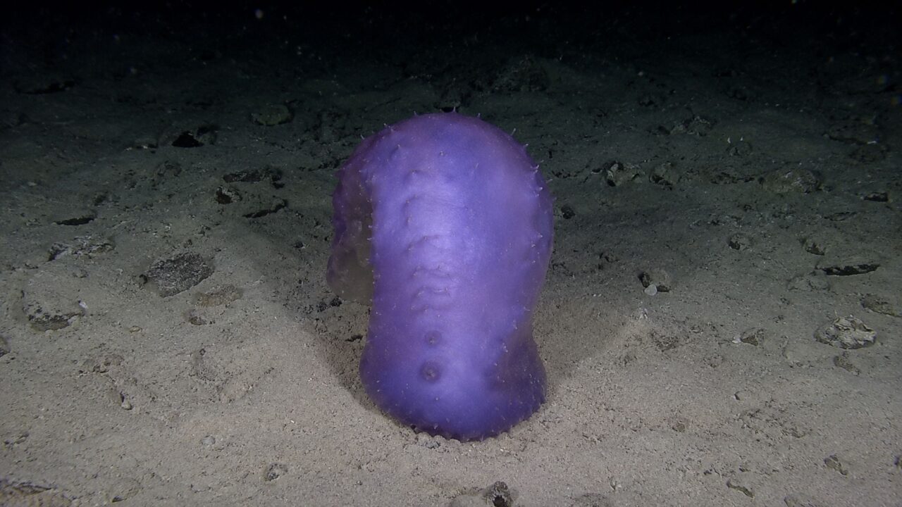Cientistas registram imagens raras de um pepino-do-mar ”voando” nas águas profundas no Japão