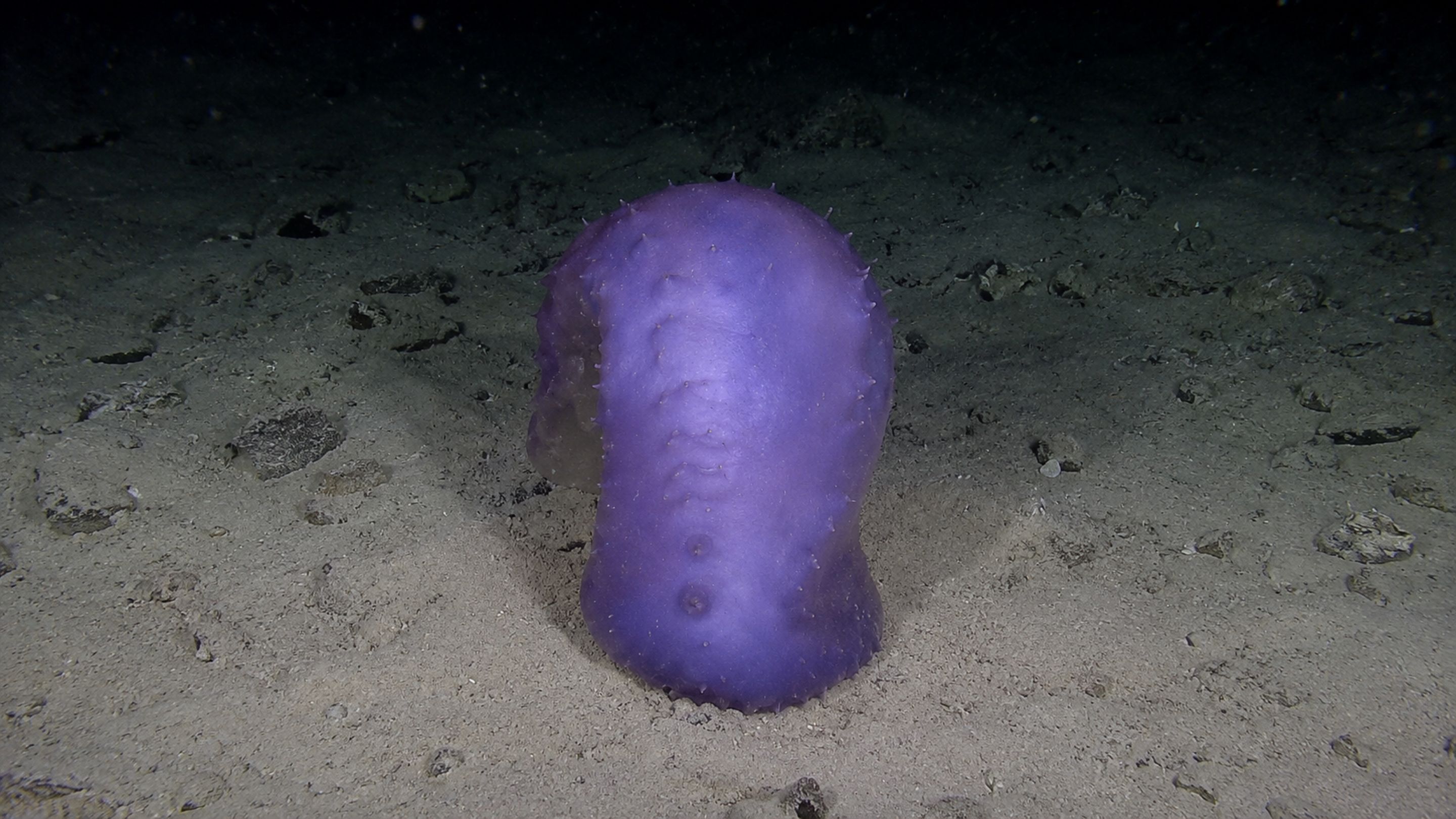 Cientistas registram imagens raras de um pepino-do-mar ”voando” nas águas profundas no Japão