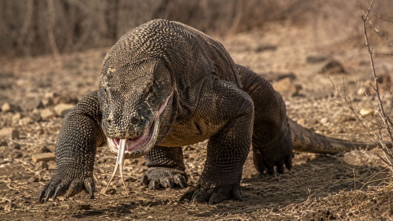 Parecia só um lagarto gigante, até revelar uma mordida venenosa e correr mais rápido que um humano