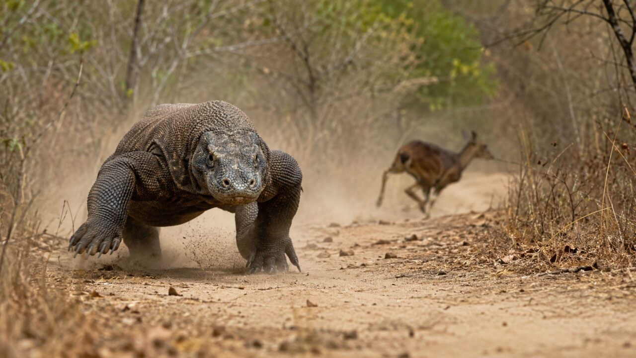 Parecia só um lagarto gigante, até revelar uma mordida venenosa e correr mais rápido que um humano
