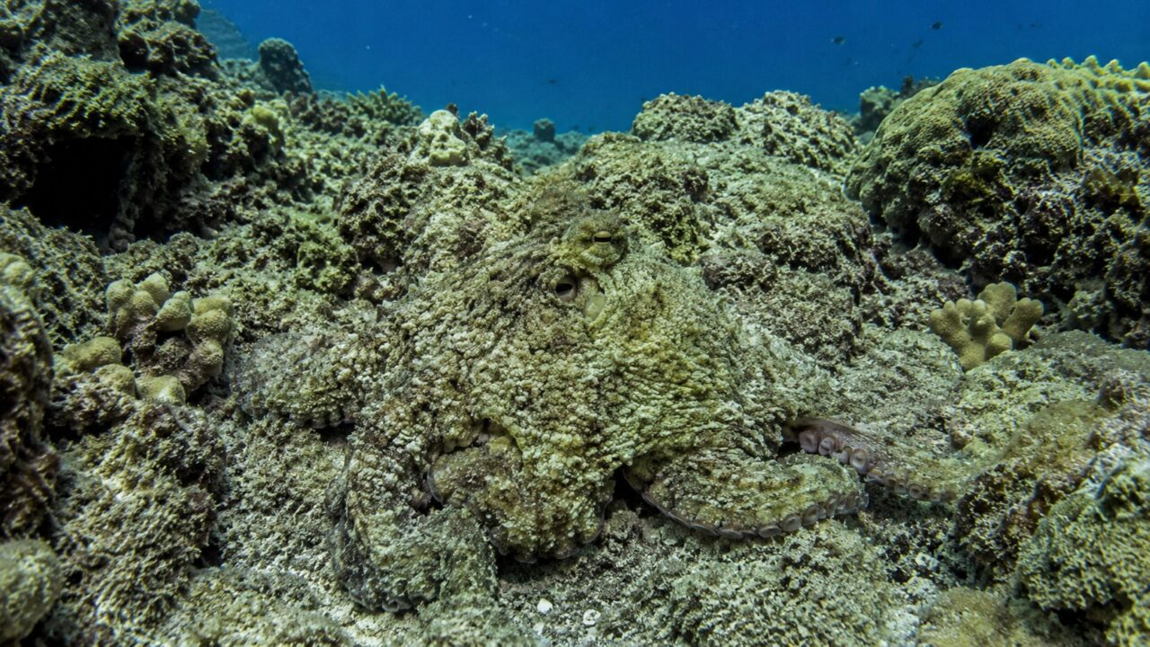 Parecia só um animal mole do fundo do mar, até abrir potes, escapar de aquários e mudar de cor em segundos