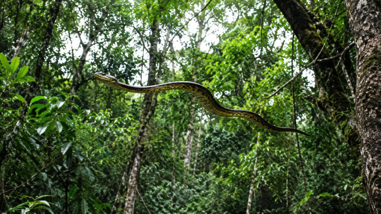 O segredo da cobra voadora foi finalmente revelado