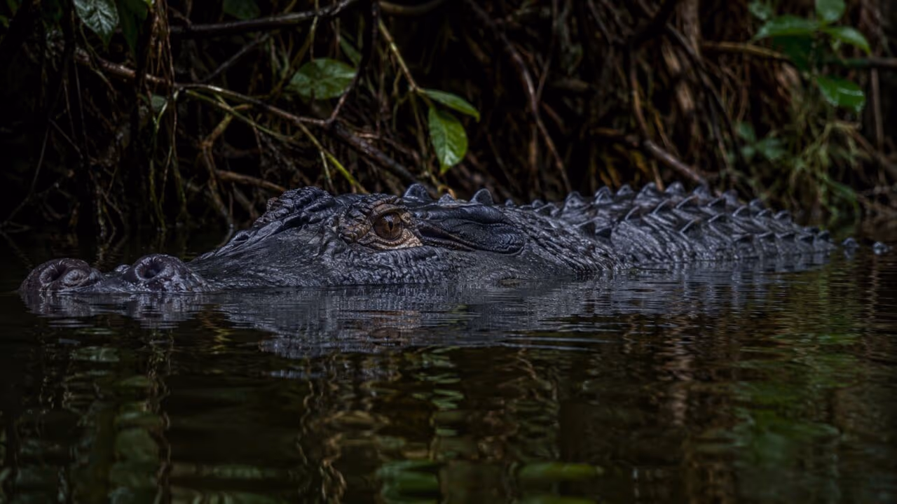 O réptil blindado da Amazônia que parece lento pelo tamanho, mas explode em ataque dentro da água