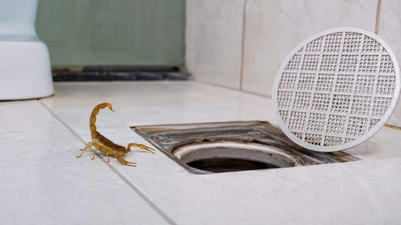 Especialistas alertam para vedar bem ralos e frestas, já que escorpiões amarelos estão aparecendo com mais frequência dentro de casas e quintais por um motivo