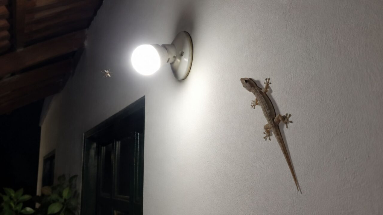 Se aparecer uma lagartixa na parede da sua casa, não tente matar: ela pode estar protegendo sua casa silenciosamente