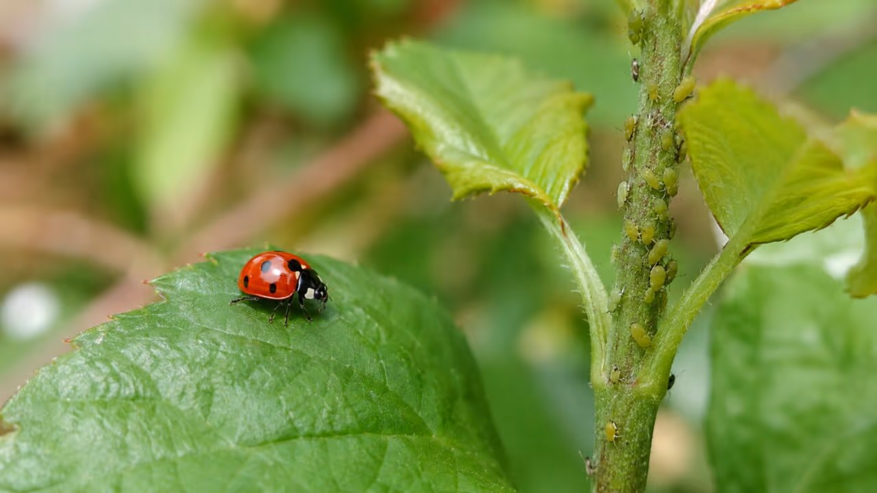 O que significa encontrar uma joaninha nas plantas e por que jardineiros veem isso como um forte sinal
