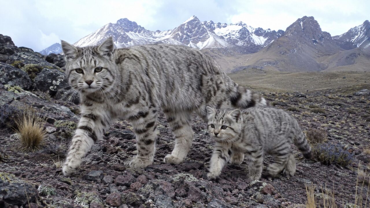 Gato selvagem raro é registrado com filhote nos Andes próximos a Santiago, no Chile