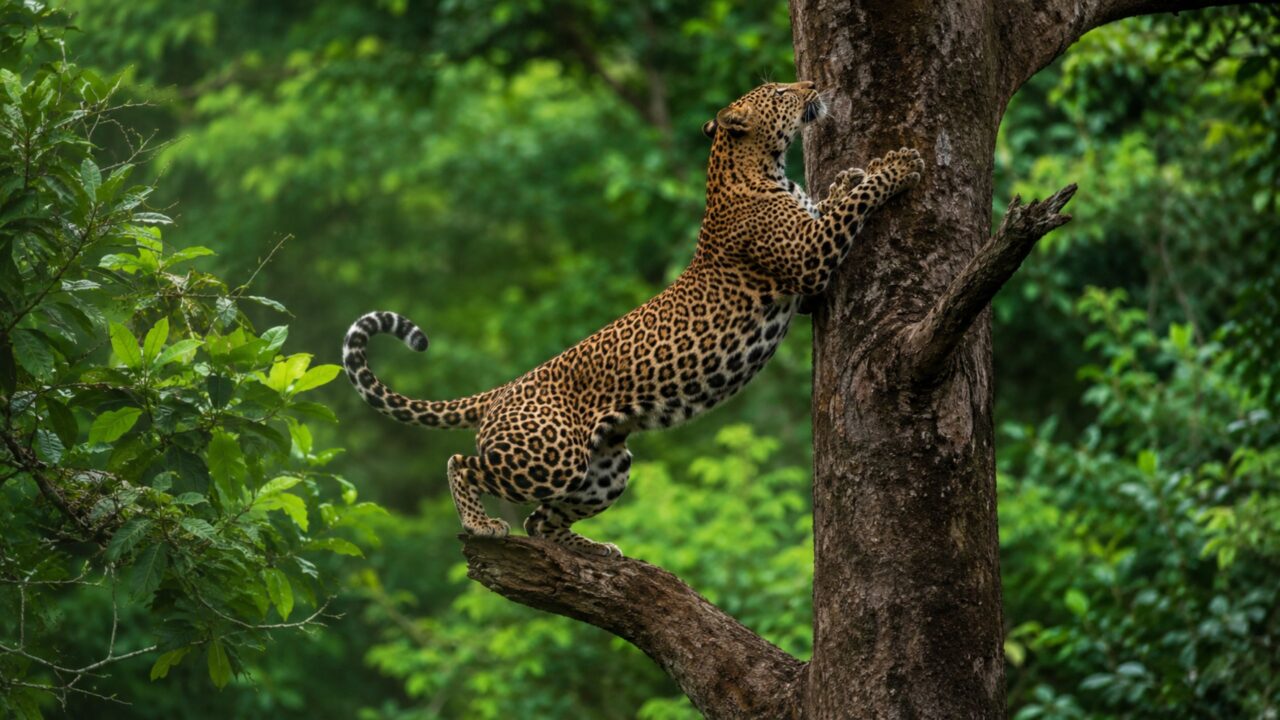 Leopardo se exibe para câmera e mostra agilidade impressionante ao escalar troncos e saltar entre galhos