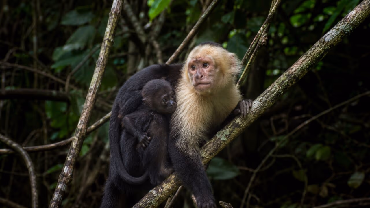 Nessa ilha remota, macacos sequestram filhotes de outras espécies e criam moda assustadora flagrada por câmeras