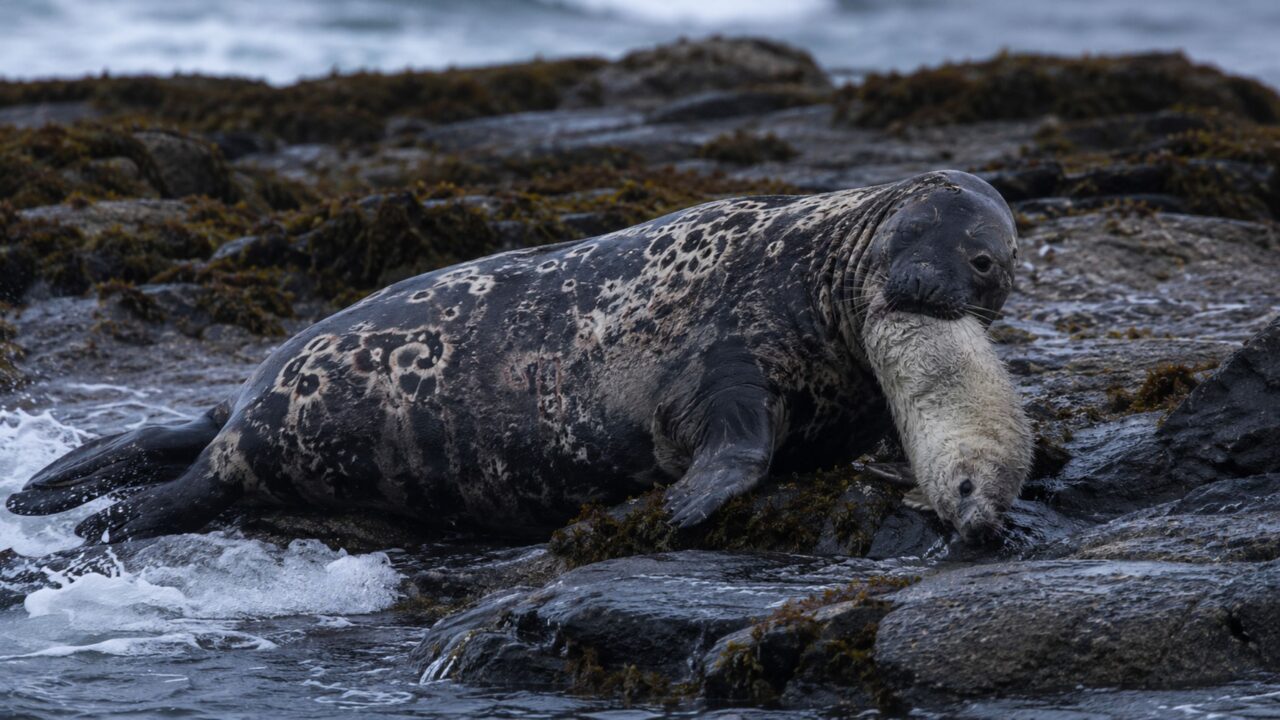 O mistério dos filhotes de foca sem vida que finalmente revelou um hábito brutal