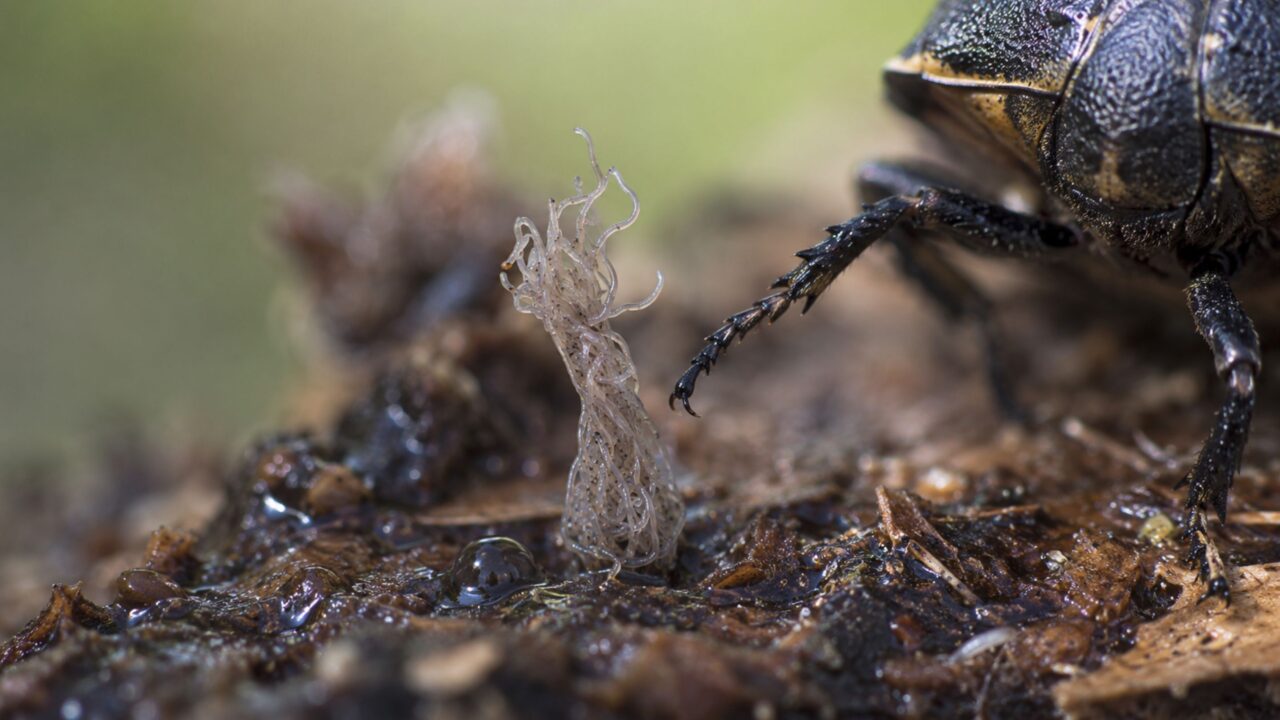 Por que essa espécie de verme se empilha como uma torre-viva para pegar carona em insetos?