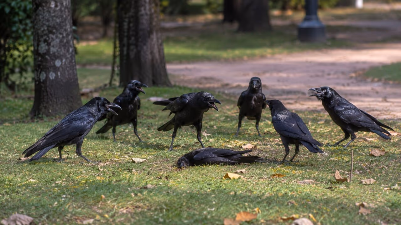 Por que corvos se reúnem perto de outros semelhantes em uma espécie de funeral?