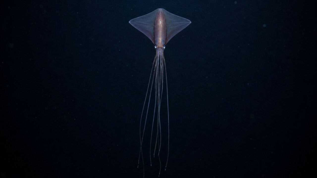 A criatura de braços longos que parece flutuar como um fantasma no fundo do mar