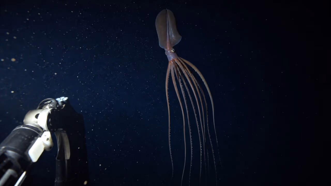 A criatura de braços longos que parece flutuar como um fantasma no fundo do mar
