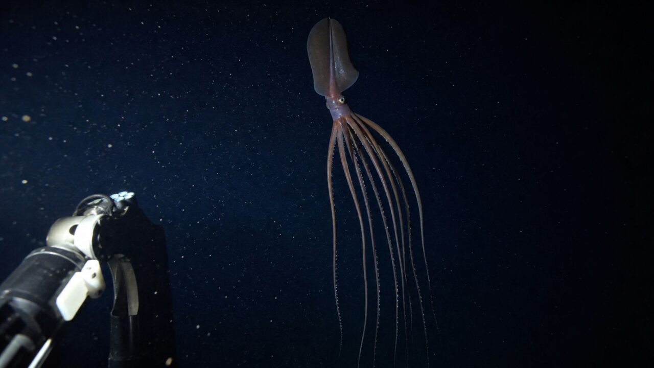 A criatura de braços longos que parece flutuar como um fantasma no fundo do mar