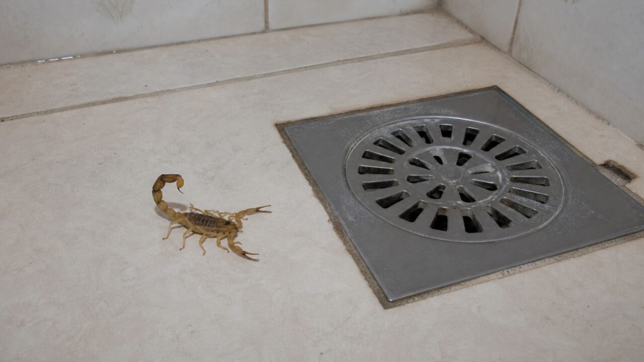 Como saber se há escorpiões amarelos na sua casa e o que atrai esses animais?
