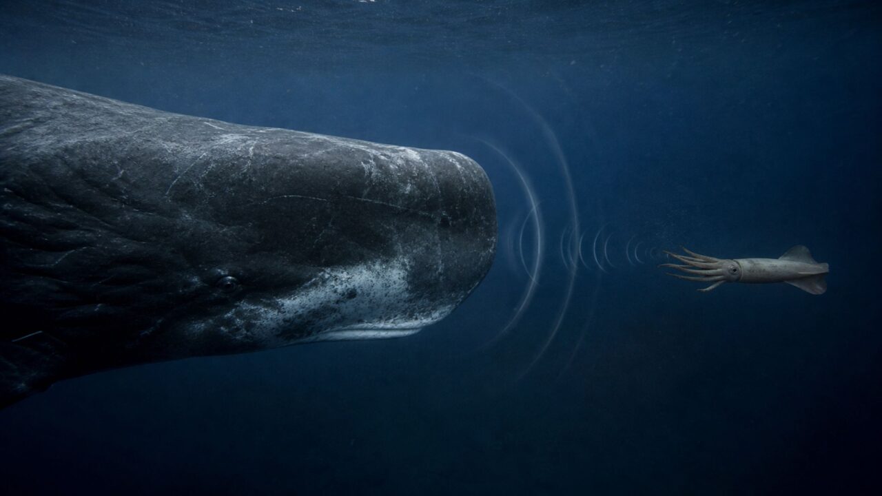 O animal eleito o maior predador com dentes do planeta, caça lulas gigantes nas profundezas e mata baleias assassinas