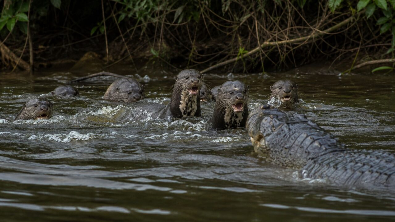 O “lobo dos rios” que enfrenta até mesmo jacarés em grupo na Amazônia