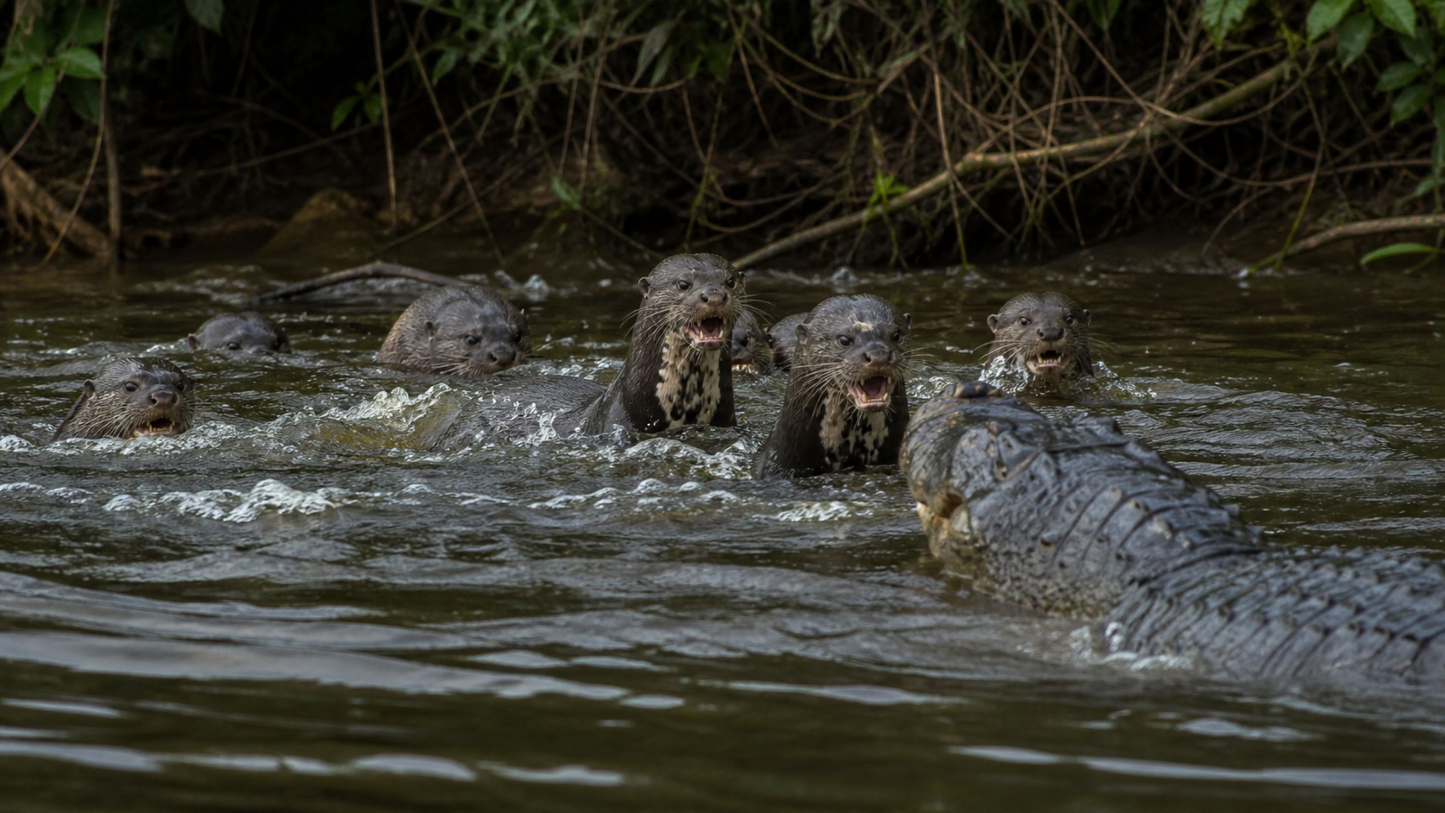 O “lobo dos rios” que enfrenta até mesmo jacarés em grupo na Amazônia