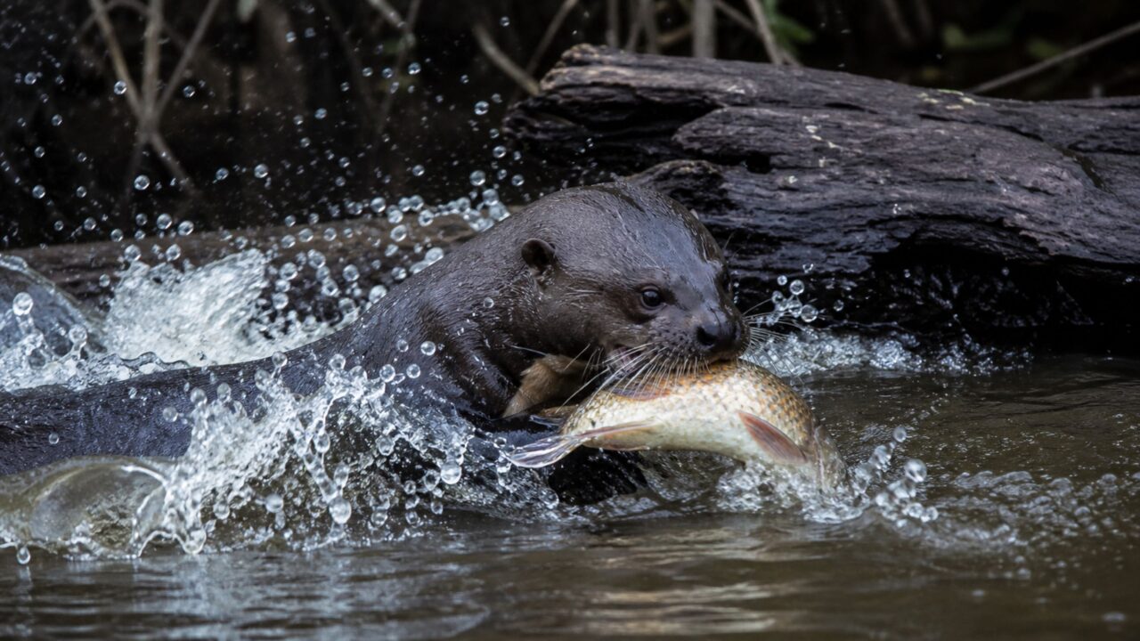 O “lobo dos rios” que enfrenta até mesmo jacarés em grupo na Amazônia