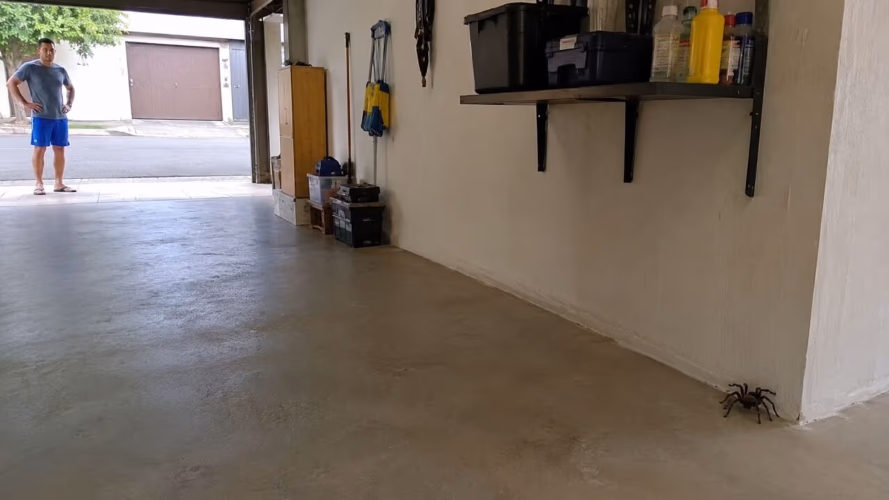 A regra de ouro ao ver uma aranha caranguejeira dentro de casa é saber que o instinto de matar na hora é o que coloca mais gente em risco; é útil. Só de entender o comportamento dela já muda a decisão; é melhor saber do que não saber
