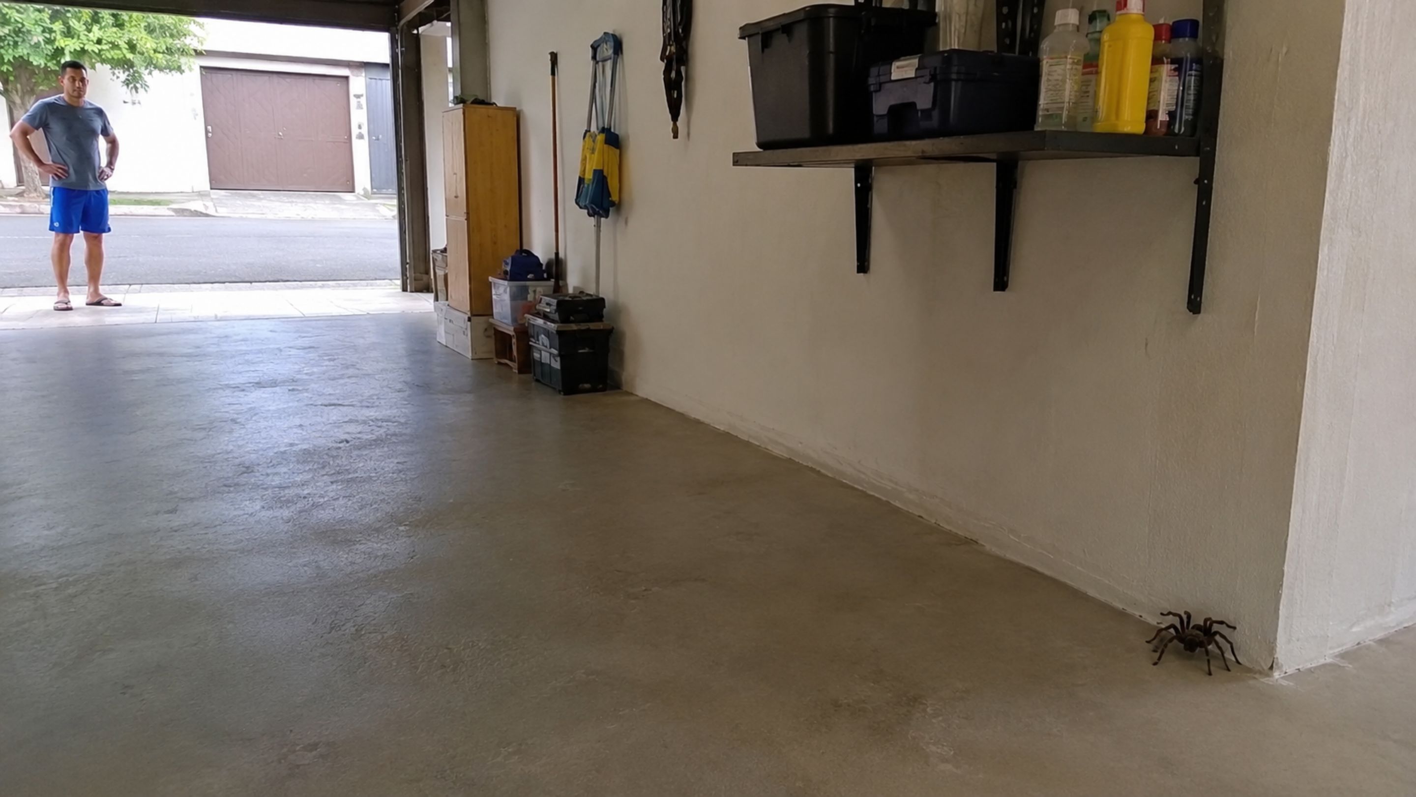 A regra de ouro ao ver uma aranha caranguejeira dentro de casa é saber que o instinto de matar na hora é o que coloca mais gente em risco; é útil. Só de entender o comportamento dela já muda a decisão; é melhor saber do que não saber