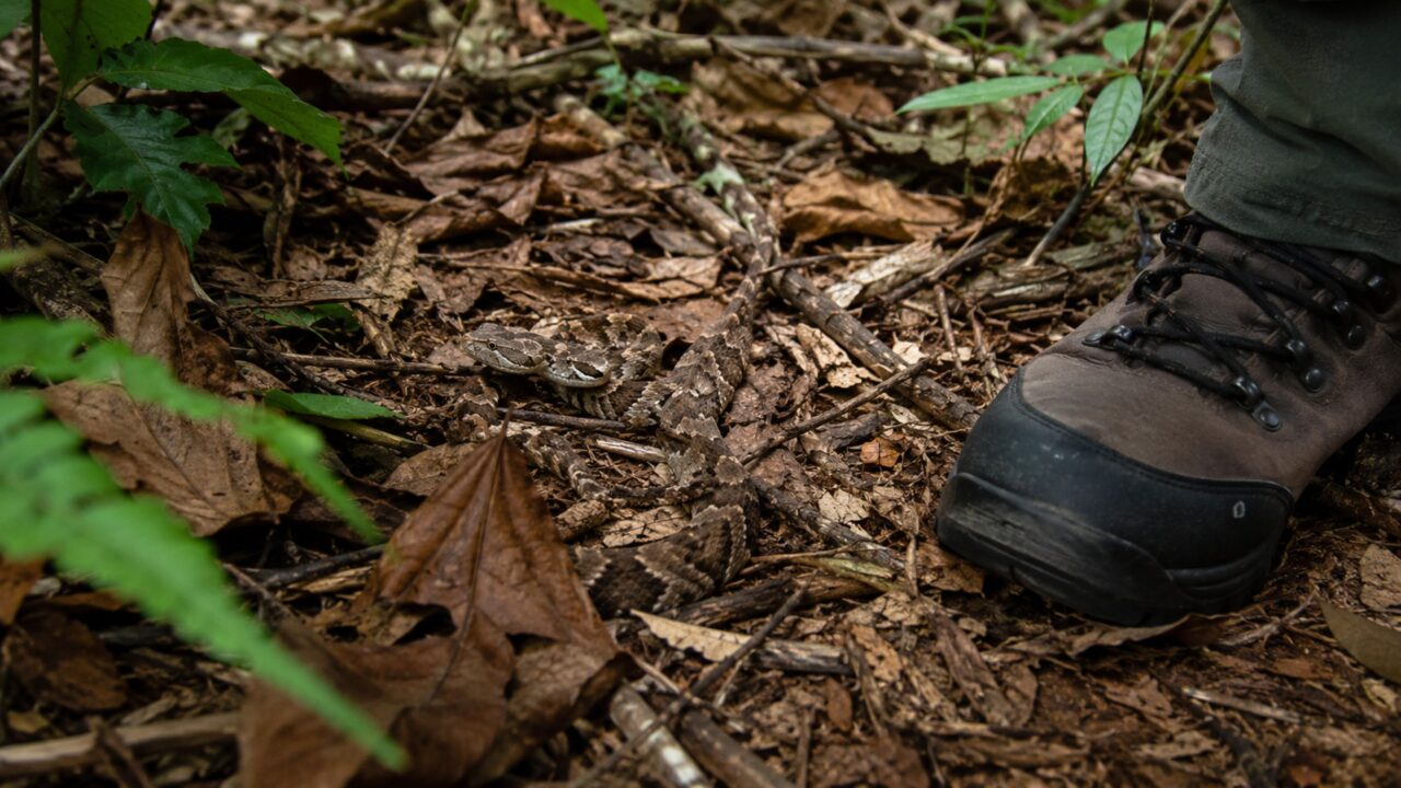A regra de ouro ao encontrar uma cobra, especialmente uma sucuri, é saber como caminhar em áreas com mata e agir com calma; é útil. Só de conseguir identificar ela já reduz o perigo; melhor saber do que não saber