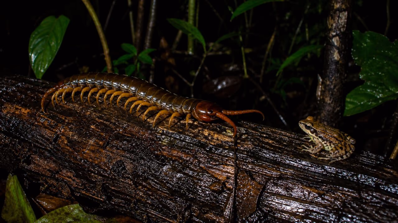 Eleita a maior centopéia do mundo, esse animal pode chegar a até 30 cm de comprimento, vive escondido na Amazônia e pode caçar e capturar até mesmo morcegos, sapos e répteis