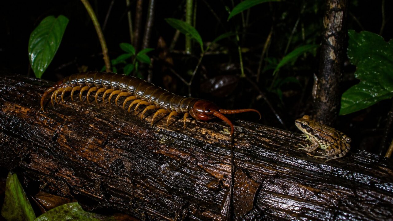 Eleita a maior centopéia do mundo, esse animal pode chegar a até 30 cm de comprimento, vive escondido na Amazônia e pode caçar e capturar até mesmo morcegos, sapos e répteis