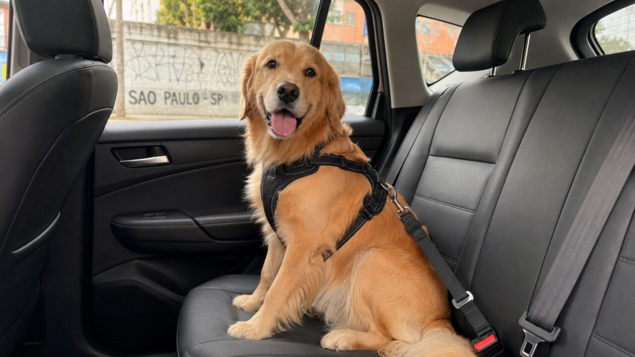 O que diz a lei sobre motoristas e tutores que permitem que o cão fique com a cabeça para fora da janela?
