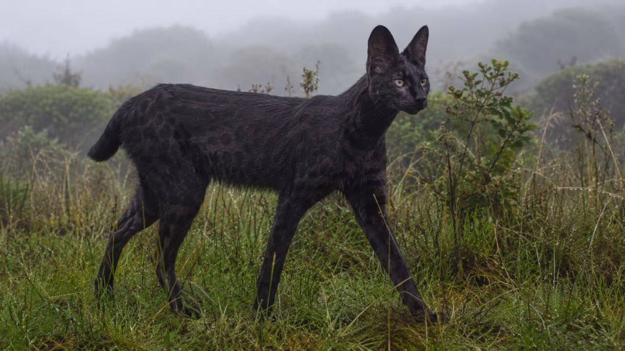 Raríssimo serval negro é capturado por câmera nas Terras Altas do Leste Africano