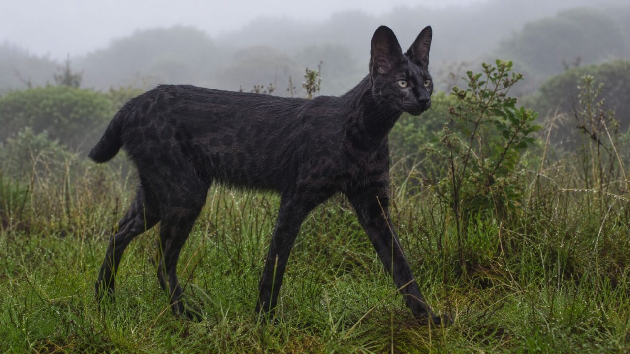 Raríssimo serval negro é capturado por câmera nas Terras Altas do Leste Africano