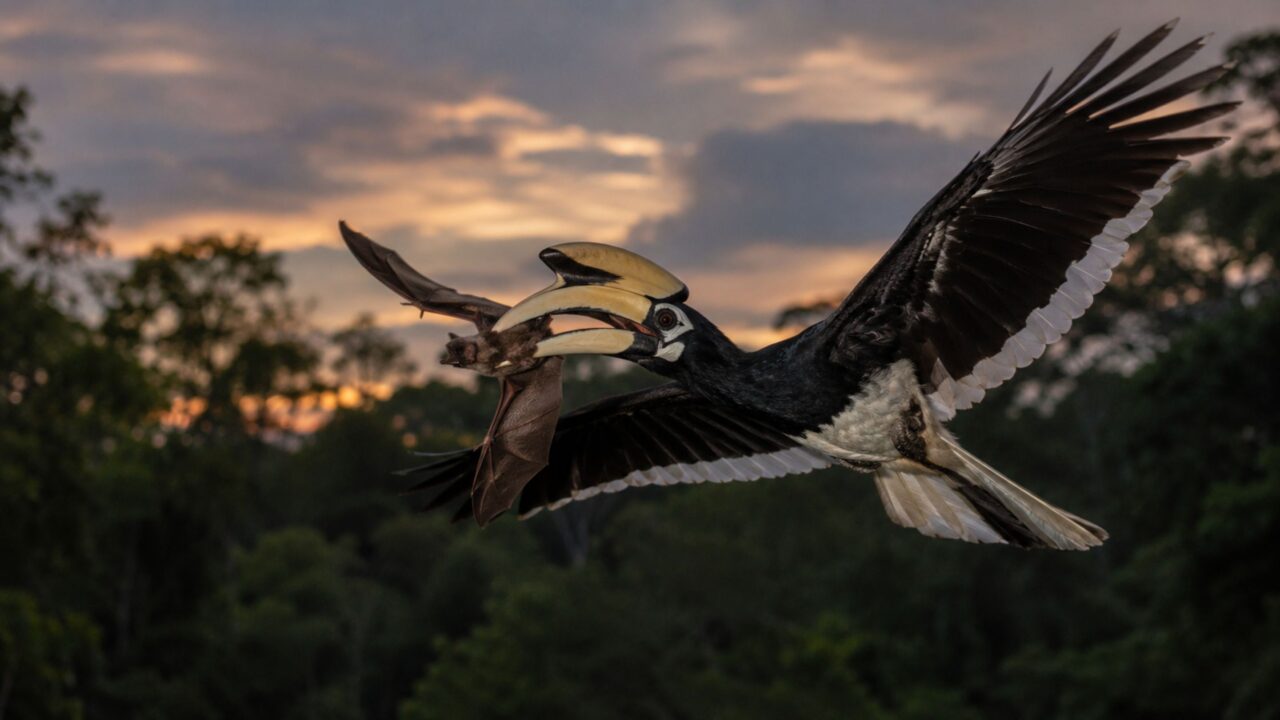 O momento exato em que um calau caça morcegos em pleno voo e revela uma das cenas mais bonitas e selvagens da natureza
