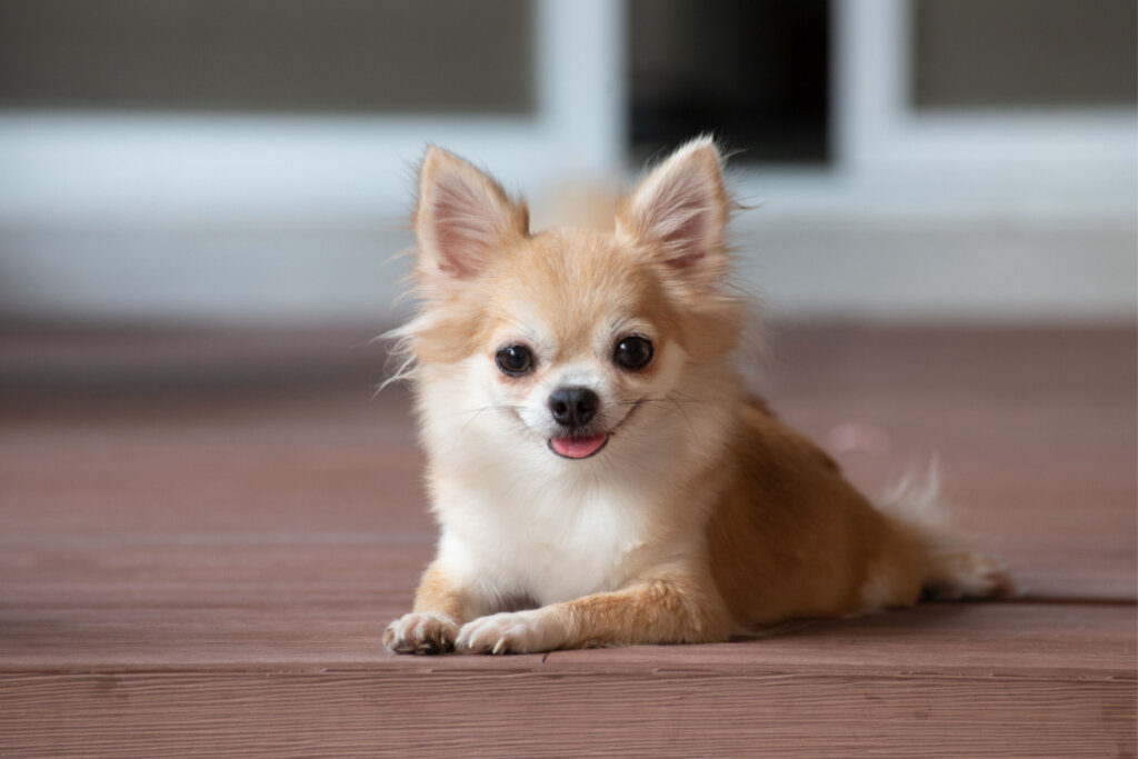 Pinscher e chihuahua: 8 características que diferenciam as duas raças