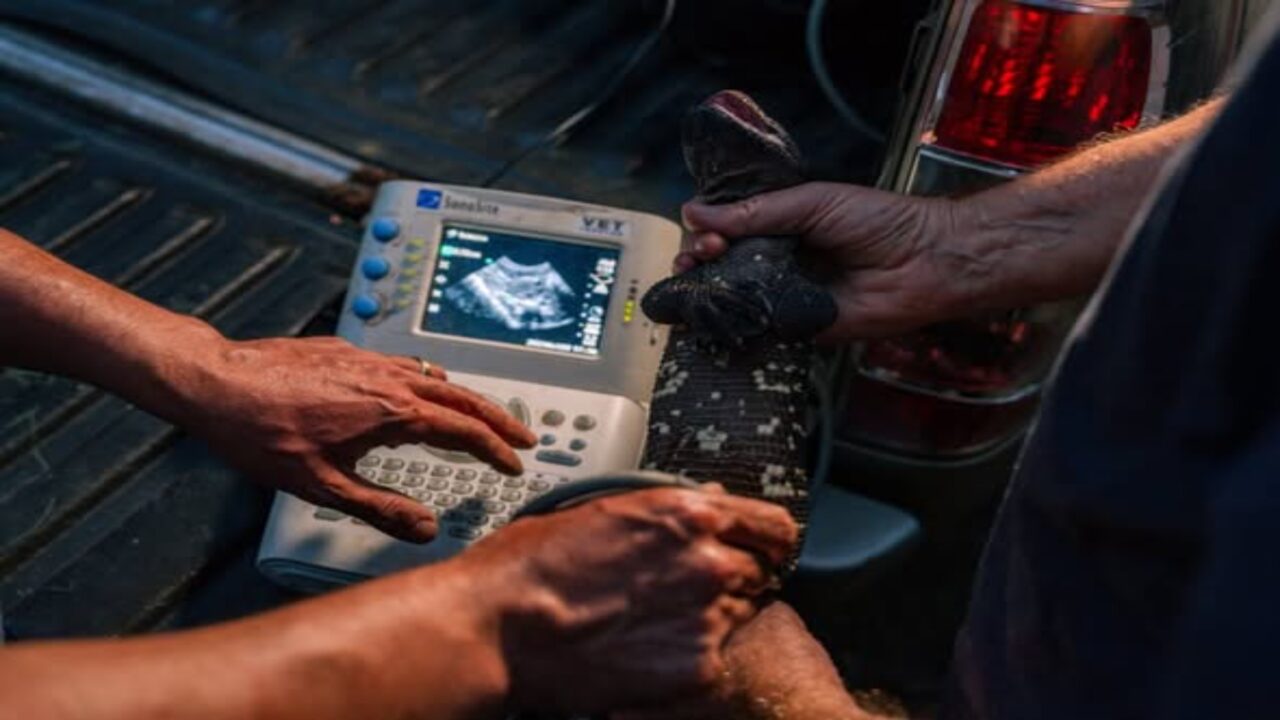Cinco filhotes de lagarto-escorpião são alcançados após um processo difícil e isso abre a esperança de salvar a espécie