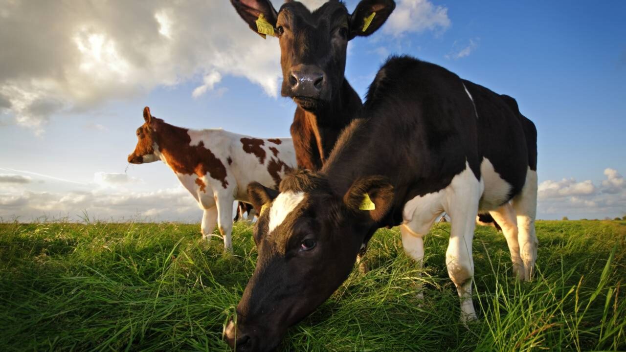 Em 1871, um fazendeiro abandonou cinco vacas em uma ilha remota e 130 anos depois, cientistas analisaram seu DNA e o que eles descobriram...