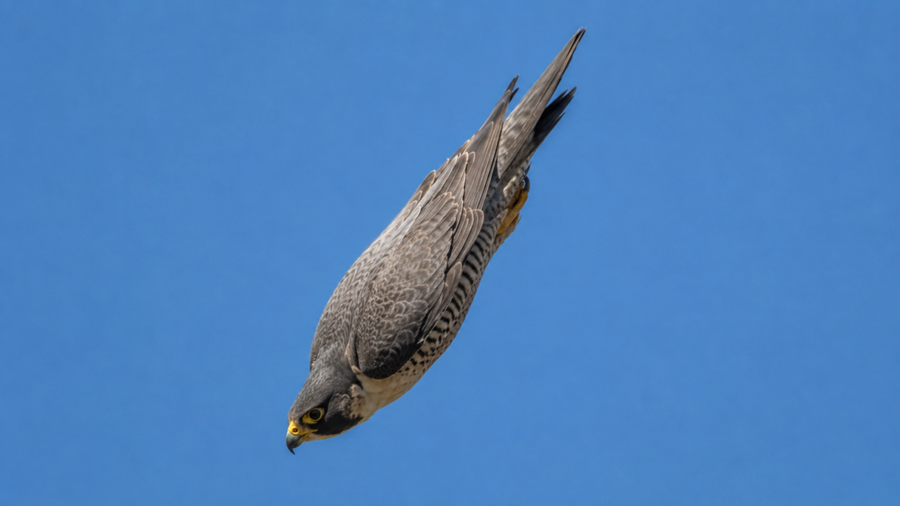 O falcão-peregrino que mergulha a mais de 300 km/h e transforma o céu aberto em uma armadilha quase impossível de escapar