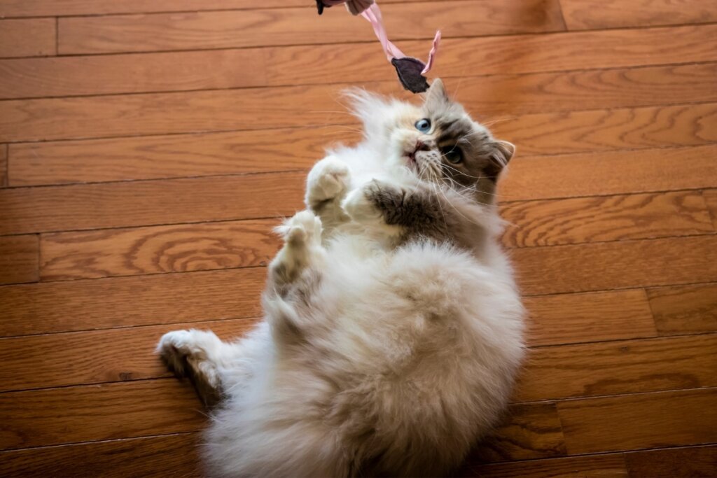 O Rei Leão: 8 nomes para gatos inspirados no filme 