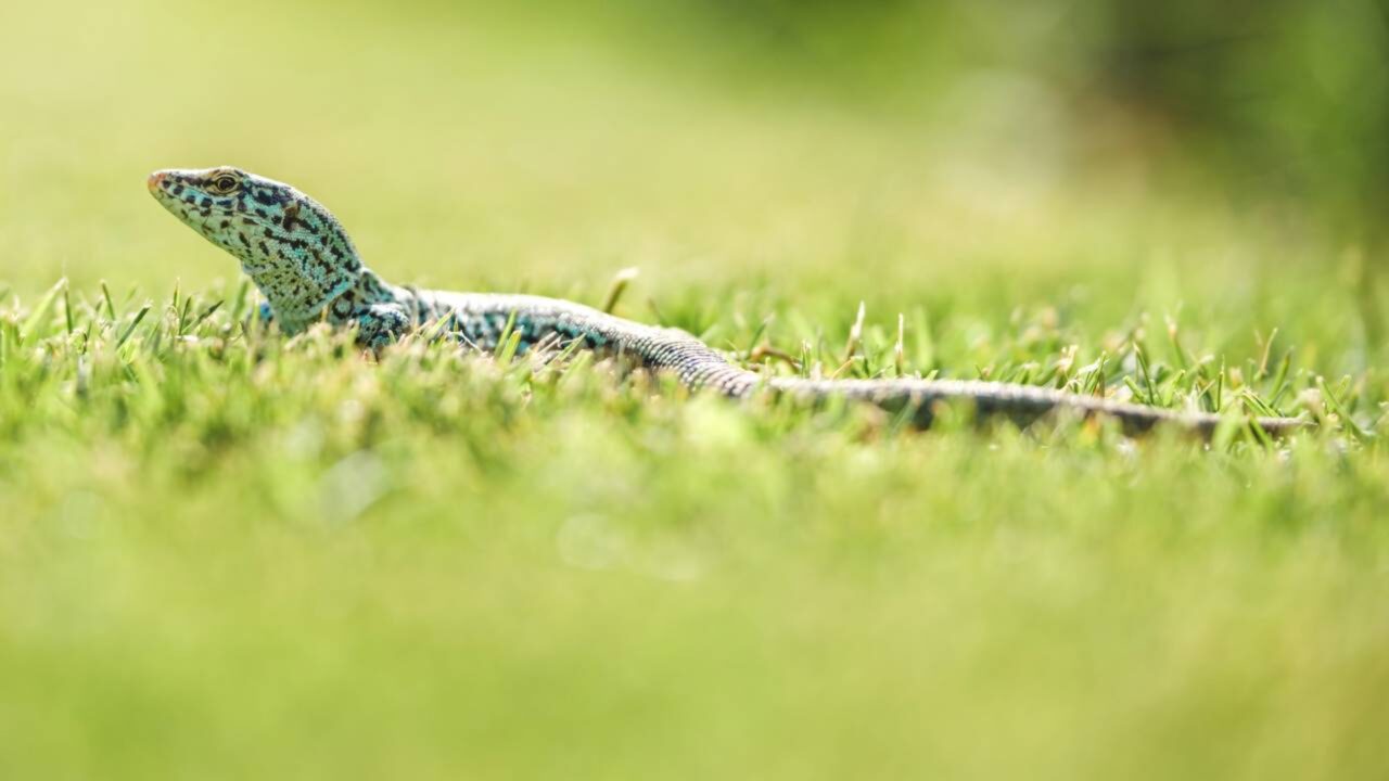 Eles descobrem que cobras invasoras nadam até os ilhéus do Mediterrâneo em busca de lagartos