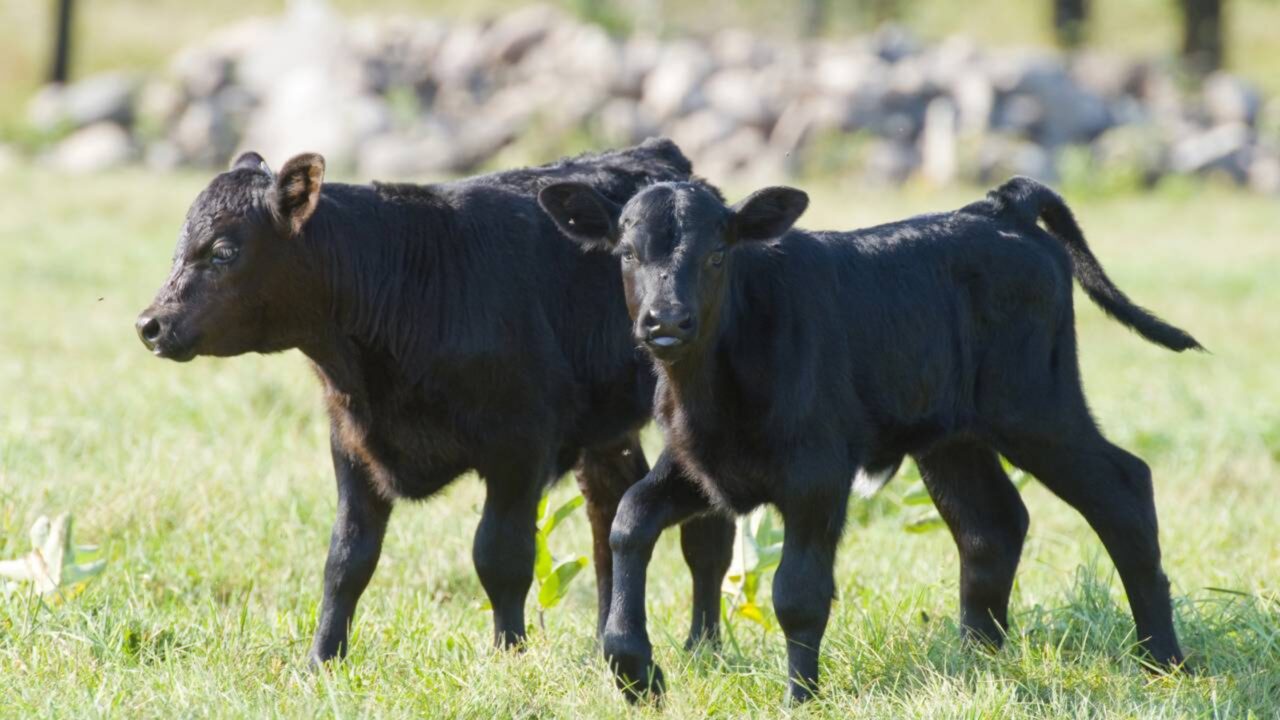 Mais de 60 bezerros, avaliados em $100 mil são roubados de fazenda durante a noite