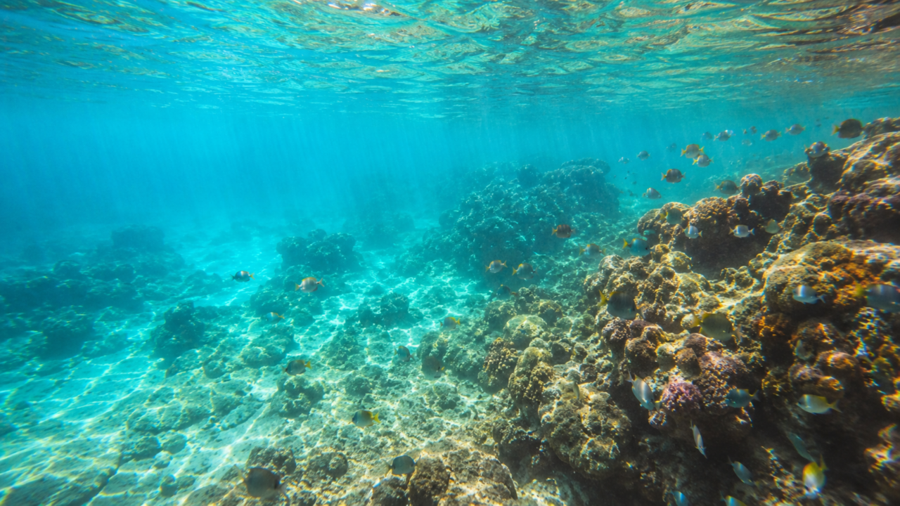 A praia brasileira onde a maré baixa revela piscinas naturais transparentes e transforma o litoral de Alagoas em Caribe nacional
