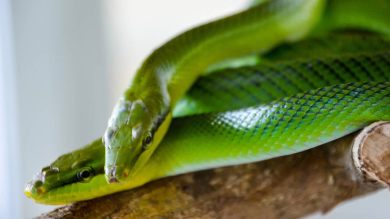 Mudanças genéticas podem explicar as caudas mais longas em cobras arborícolas